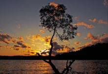 Jezioro Rospuda w blasku zachodzącego słońca, na pierwszym planie drzewo, fot. J. Koniecko