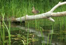 Samice kaczki krzyżówki odpoczywające na powalonym drzewie nad ciekiem wodnym wśród zielonych trzcin i zarośli,fot. J. Koniecko