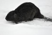 Przemieszczający się bóbr po śniegu, fot. J. Koniecko