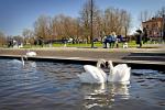 Zdjęcie przedstawia błonia nad rzeką Nettą, na planie głównym dwoję łabędzi, fot. J. Koniecko