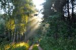 Leśna droga w Puszczy Augustowskiej,na którą pdadają promienie słońca, przebijające się przez konary drzew, fot. J. Koniecko