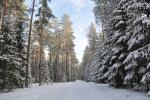 Puszcza Augustowska zimą, fot. J. Koniecko
